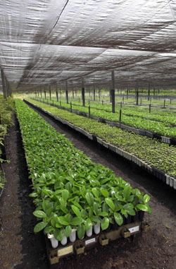 Young trees in greenhouse �PSA Peugeot Citro�n