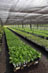 Young trees in greenhouse �PSA Peugeot Citro�n