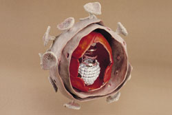 HIV virus