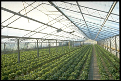 Green house �ATOFINA